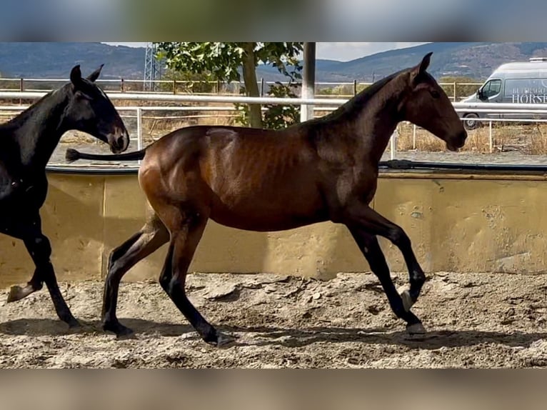 Lusitano Mix Mare 1 year 15,1 hh Brown in Buitrago De Lozoya
