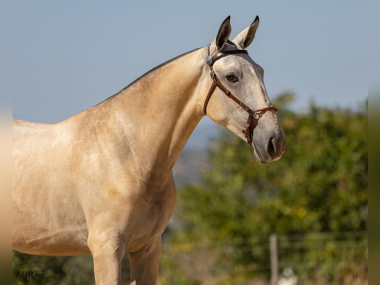 Lusitano Mare 1 year 15,1 hh Buckskin in Mora