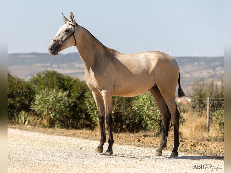 Lusitano Mare 1 year 15,1 hh Buckskin in Mora