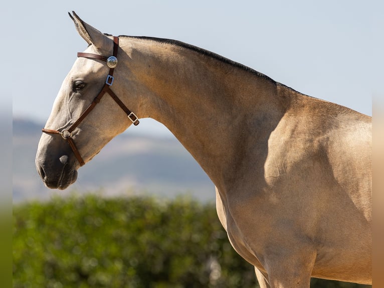 Lusitano Mare 1 year 15,1 hh Buckskin in Mora