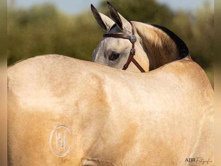 Lusitano Mare 1 year 15,1 hh Buckskin in Mora