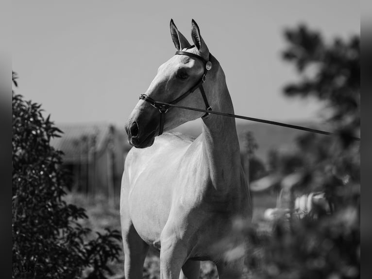 Lusitano Mare 1 year 15,1 hh Buckskin in Mora