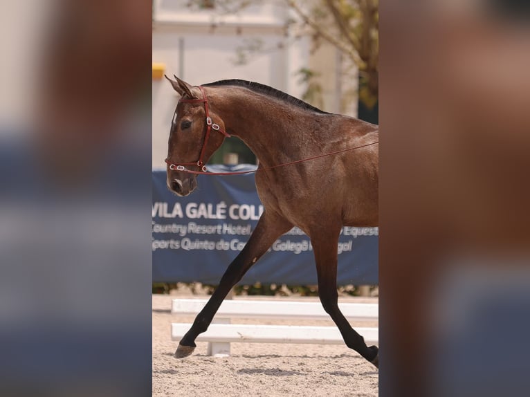 Lusitano Mare 1 year 15,1 hh Grey in Penela