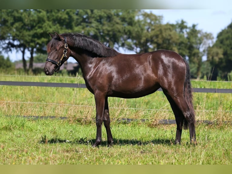 Lusitano Mare 1 year 15,2 hh Bay-Dark in Havl&#xED;&#x10D;k&#x16F;v Brod
