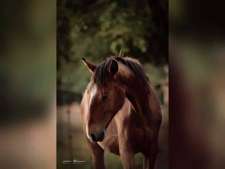Lusitano Mare 1 year 15,2 hh Brown in Rio Maior