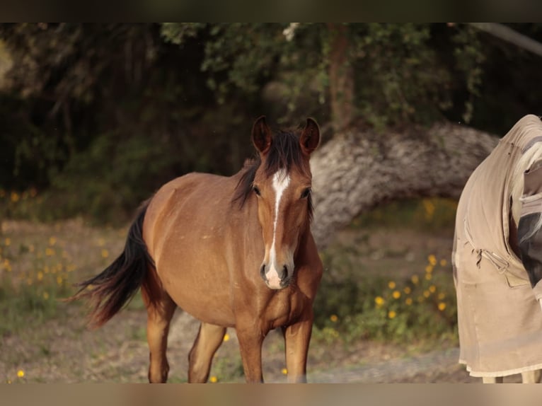 Lusitano Mare 1 year 15,2 hh Brown in Rio Maior