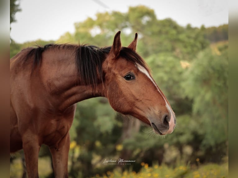 Lusitano Mare 1 year 15,2 hh Brown in Rio Maior