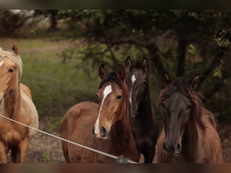 Lusitano Mare 1 year 15,2 hh Brown in Rio Maior