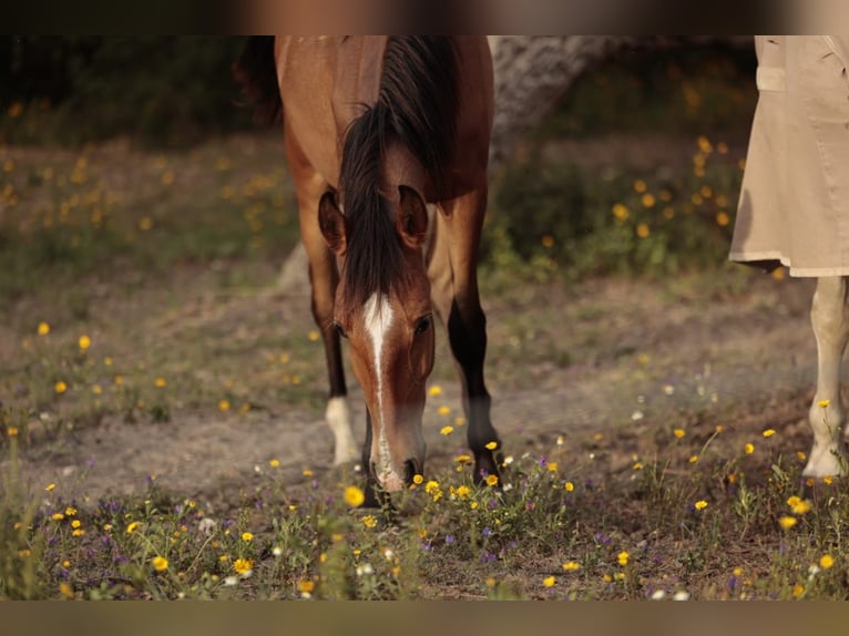 Lusitano Mare 1 year 15,2 hh Brown in Rio Maior