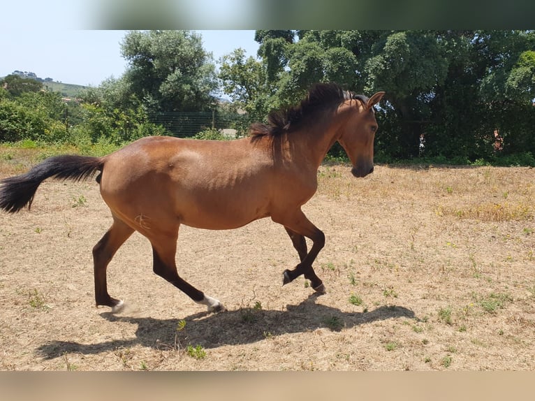 Lusitano Mare 1 year 15,2 hh Buckskin in RIO MAIOR