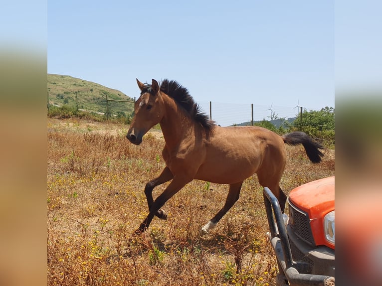 Lusitano Mare 1 year 15,2 hh Buckskin in RIO MAIOR