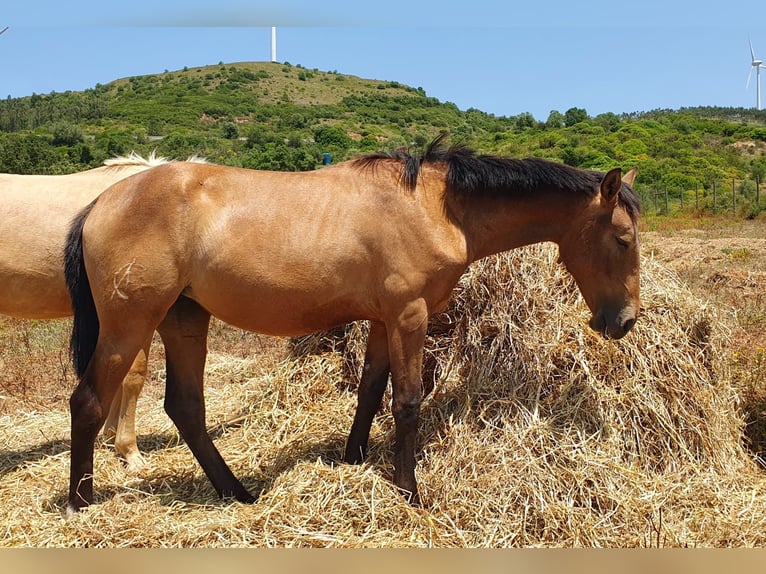 Lusitano Mare 1 year 15,2 hh Buckskin in RIO MAIOR