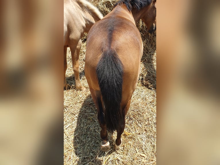 Lusitano Mare 1 year 15,2 hh Buckskin in RIO MAIOR