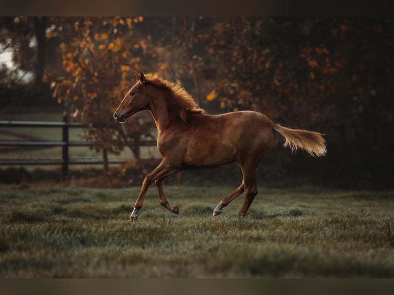 Lusitano Mare 1 year 15,2 hh Chestnut-Red in Bedburg