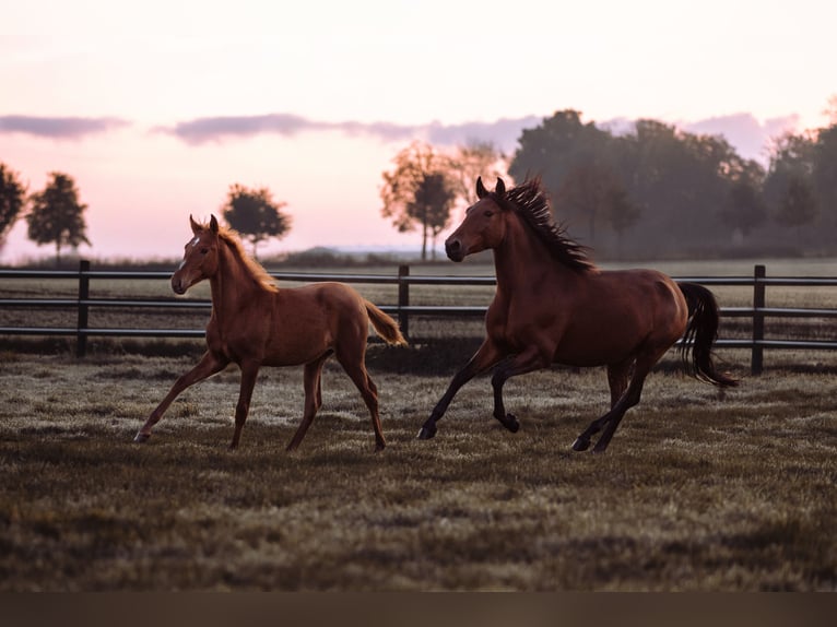 Lusitano Mare 1 year 15,2 hh Chestnut-Red in Bedburg