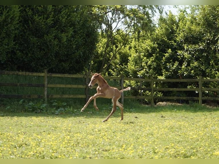 Lusitano Mare 1 year 15,2 hh Chestnut-Red in Bedburg