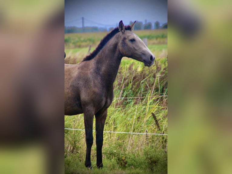Lusitano Mare 1 year 15,2 hh Grey in Bredene
