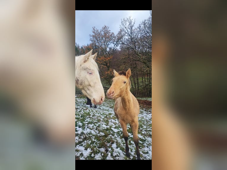 Lusitano Mix Mare 1 year 15,3 hh Pearl in Birkenfeld