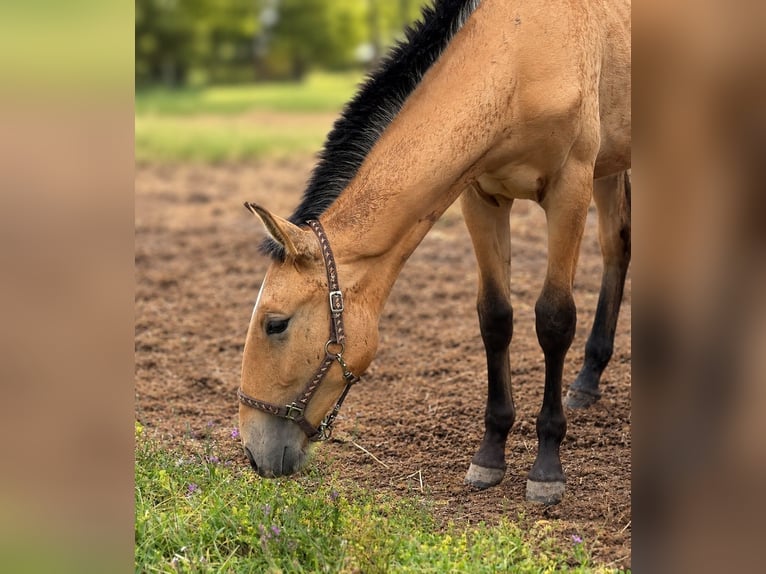 Lusitano Mare 1 year 16 hh Buckskin in Caldas da Rainha