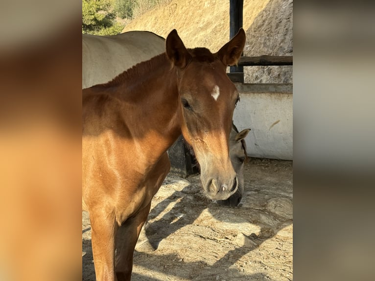 Lusitano Mix Mare 1 year 16 hh Chestnut in Malaga