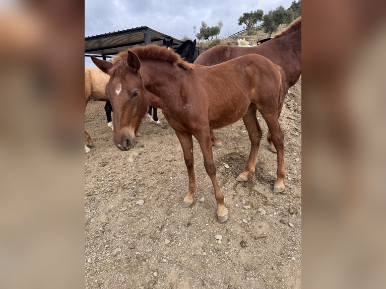 Lusitano Mix Mare 1 year 16 hh Chestnut in Malaga