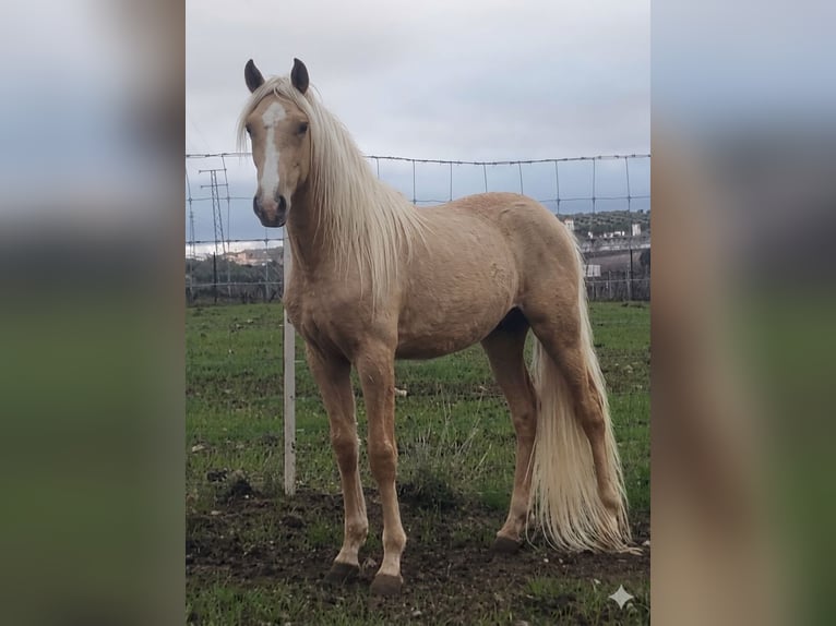 Lusitano Mare 1 year 16 hh Palomino in Emden
