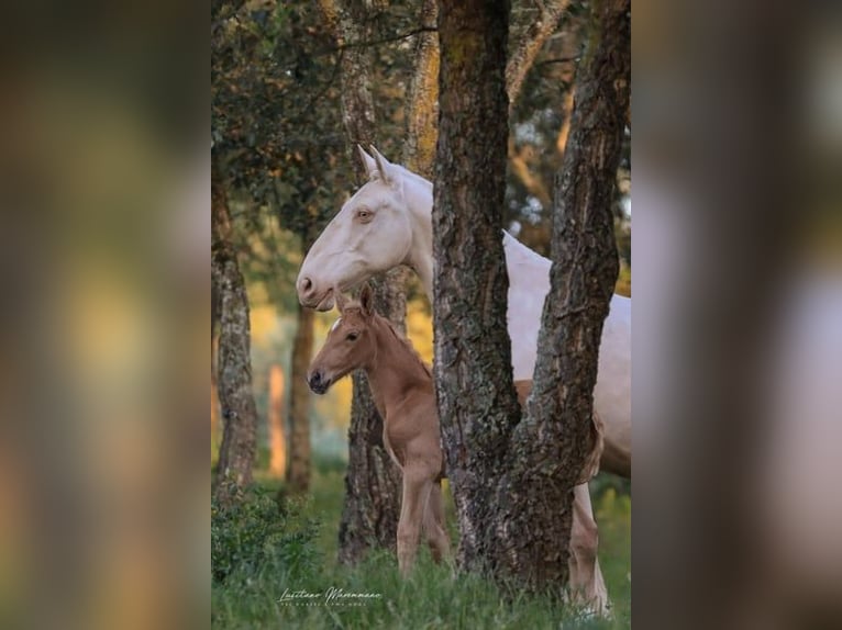 Lusitano Mare 1 year 16 hh Palomino in Rio Maior