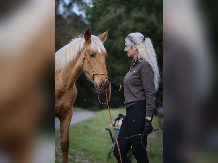 Lusitano Mare 1 year 16 hh Palomino in Rio Maior