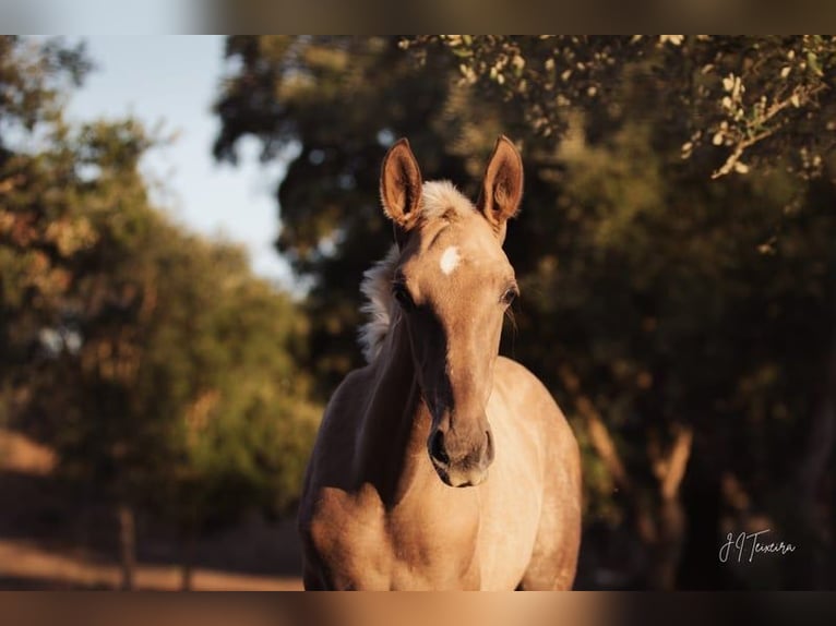 Lusitano Mare 1 year 16 hh Palomino in Rio Maior