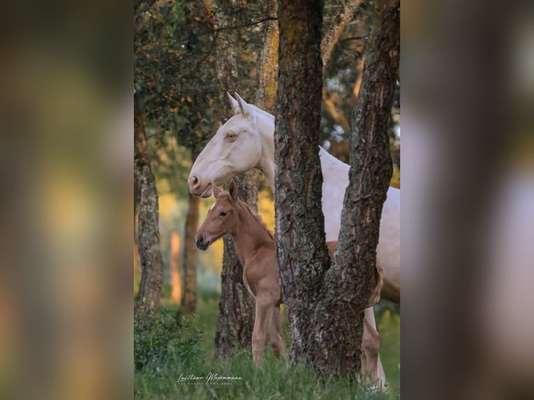 Lusitano Mare 1 year 16 hh Palomino in Rio Maior