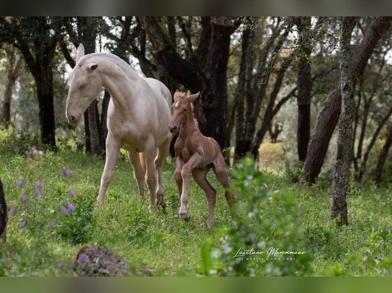 Lusitano Mare 1 year 16 hh Palomino in Rio Maior