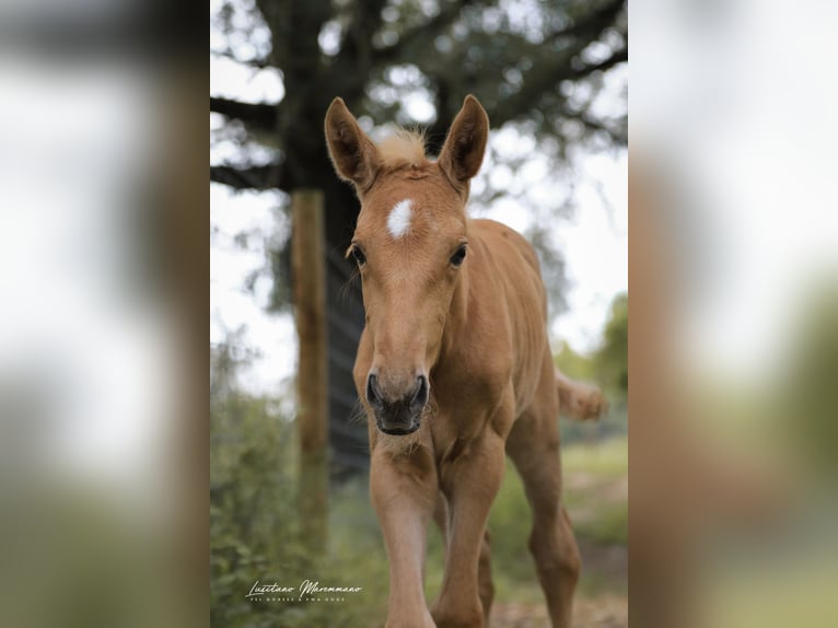 Lusitano Mare 1 year 16 hh Palomino in Rio Maior