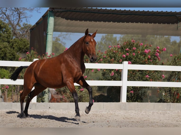 Lusitano Mare 1 year Bay in Agua Derramada