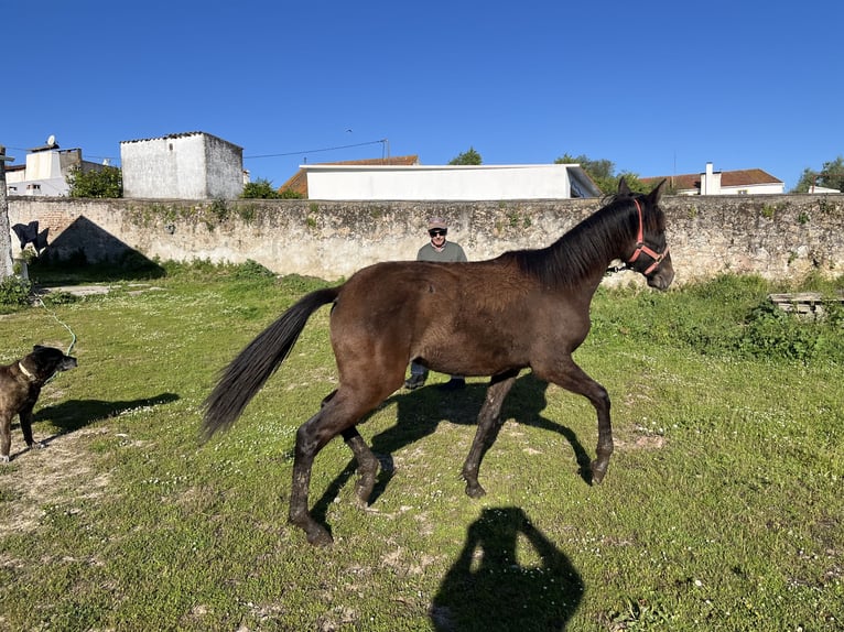Lusitano Mare 1 year Brown in Pavia