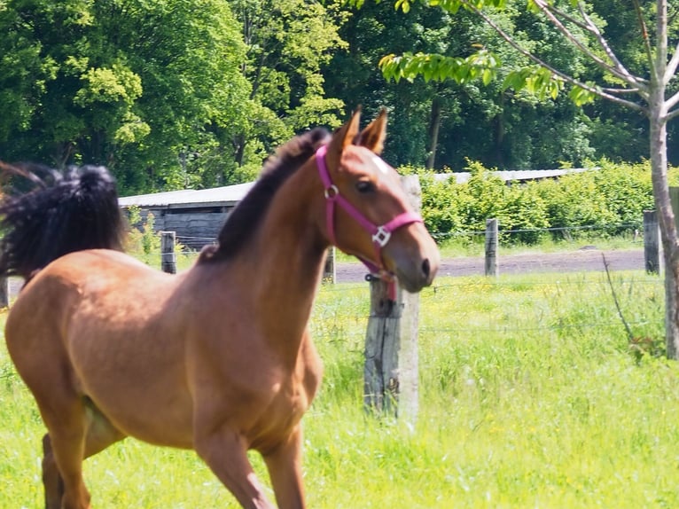 Lusitano Mare 1 year Brown-Light in NORD PROCHE BELGIQUE