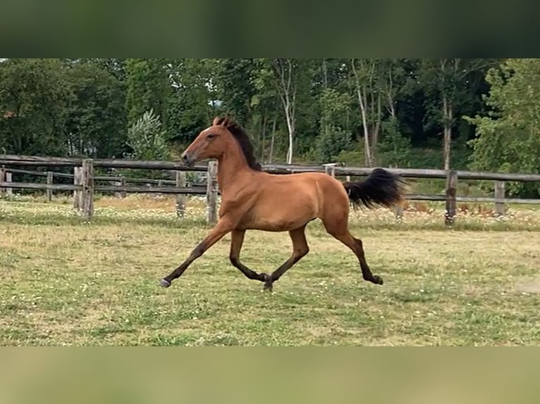 Lusitano Mare 1 year Brown-Light in NORD PROCHE BELGIQUE