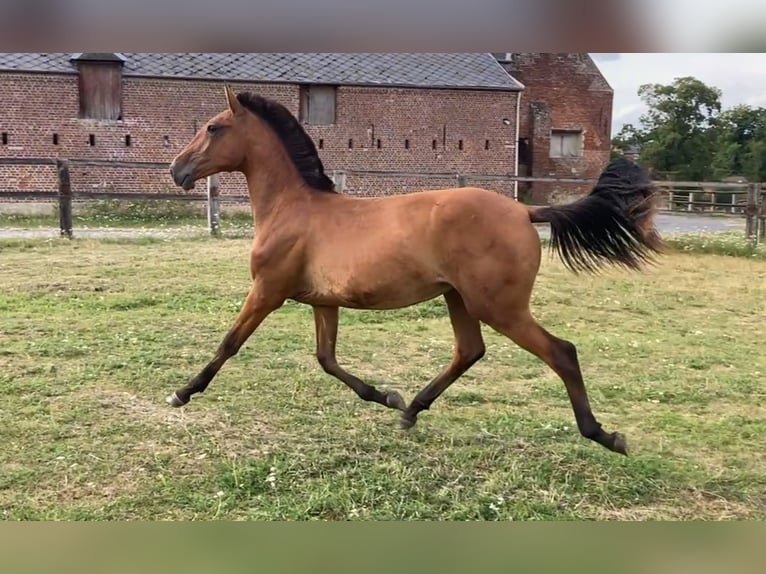 Lusitano Mare 1 year Brown-Light in NORD PROCHE BELGIQUE