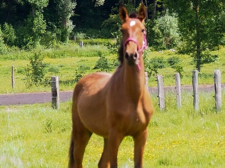 Lusitano Mare 1 year Brown-Light in NORD PROCHE BELGIQUE