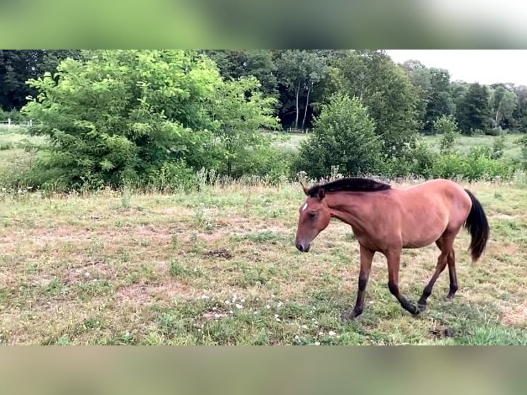 Lusitano Mare 1 year Brown-Light in NORD PROCHE BELGIQUE