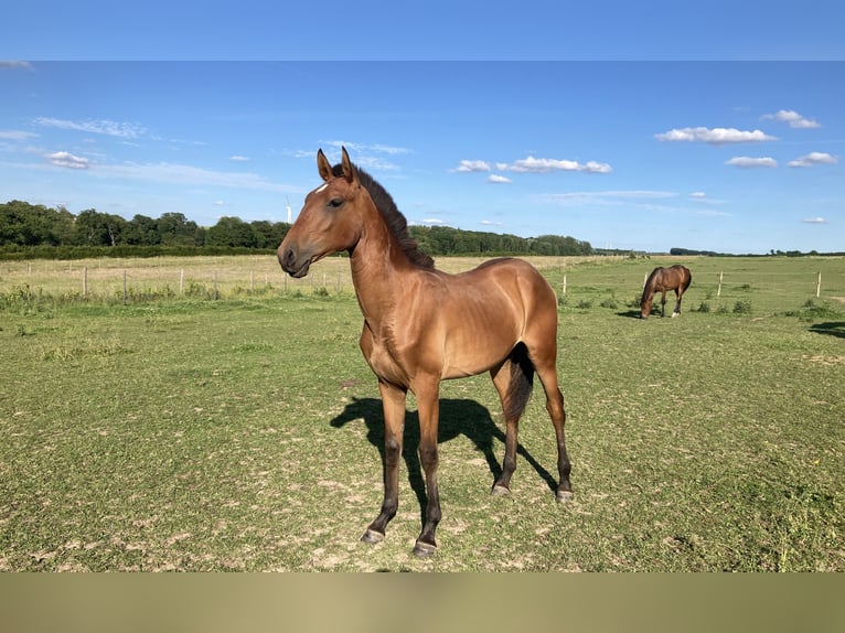 Lusitano Mare 1 year Brown-Light in NORD PROCHE BELGIQUE