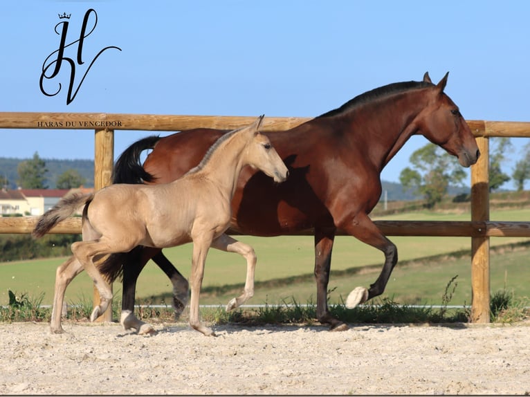Lusitano Mare 1 year Dun in Marly-sous-Issy