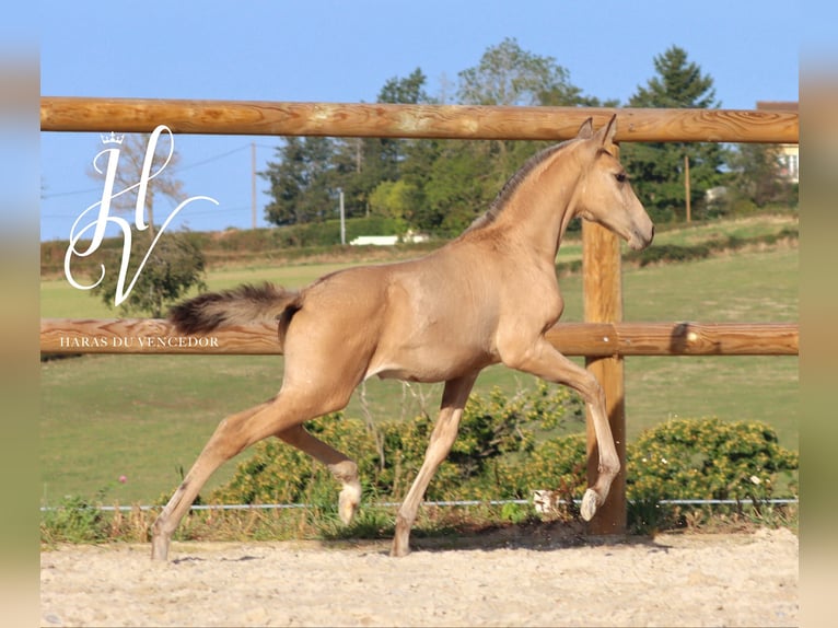 Lusitano Mare 1 year Dun in Marly-sous-Issy