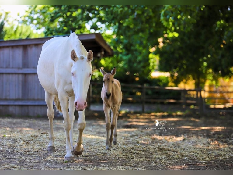 Lusitano Mare 1 year Dun in Châteaurenard