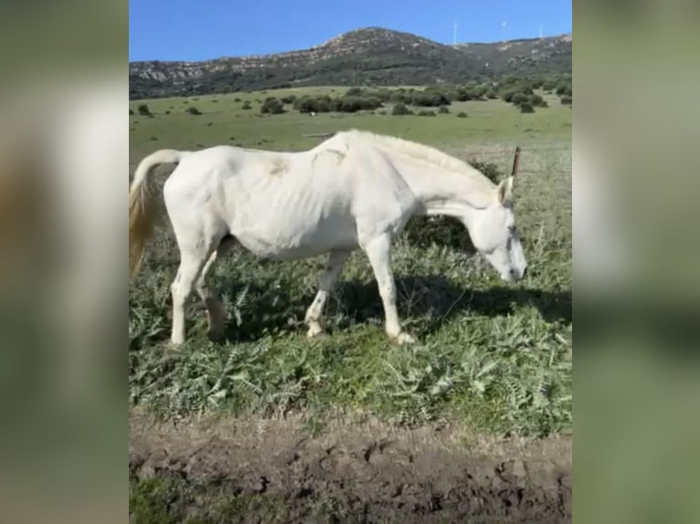 Lusitano Mix Mare 1 year Gray in Las Pi&#xF1;as