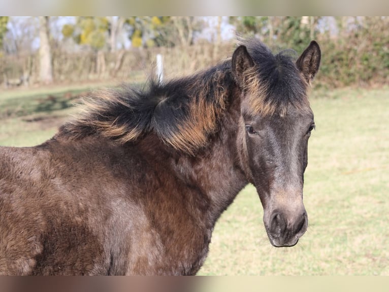 Lusitano Mix Mare 1 year Grey-Dark-Tan in Jol