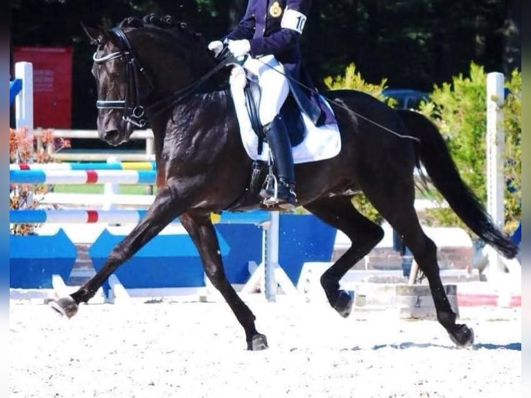 Lusitano Mix Mare 1 year Grey-Dark-Tan in Jol