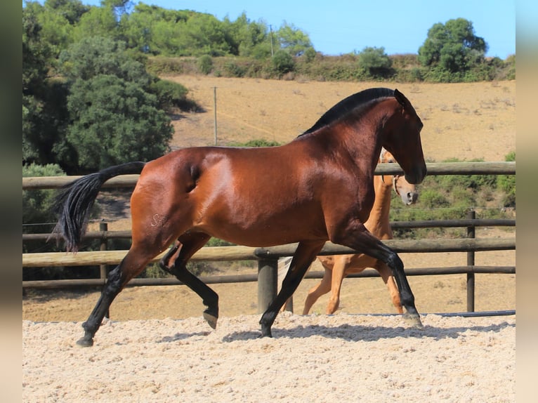 Lusitano Mare 20 years 15,2 hh Brown in Ribamar