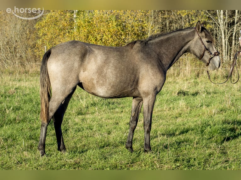 Lusitano Mare 2 years 14.1 hh Grey in Kauda