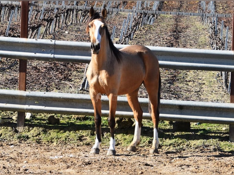 Lusitano Mare 2 years 14,2 hh Dun in Provinz Cordoba
