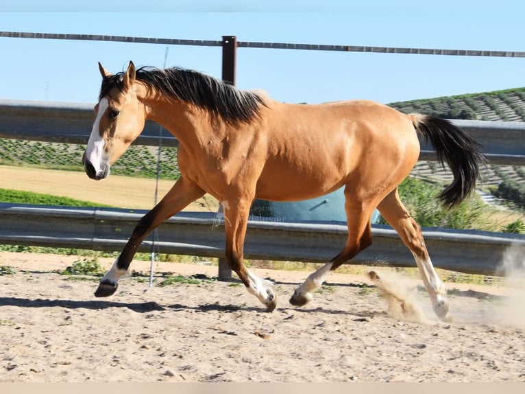 Lusitano Mare 2 years 14,2 hh Dun in Provinz Cordoba
